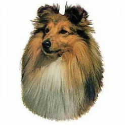 Autocollant Race Shetland 7 Cm - Lot De 4