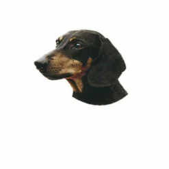 Autocollant Race Teckel Poil Ras 14 Cm - Lot De 2