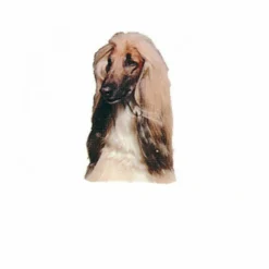 Autocollant Race Lévrier Afghan 7 Cm - Lot De 4