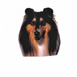 Autocollant Race Colley