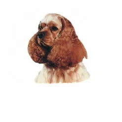 Autocollant Race Cocker Américain Crème