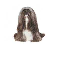 Autocollant Race Lhassa Apso Gris 7 Cm - Lot De 4